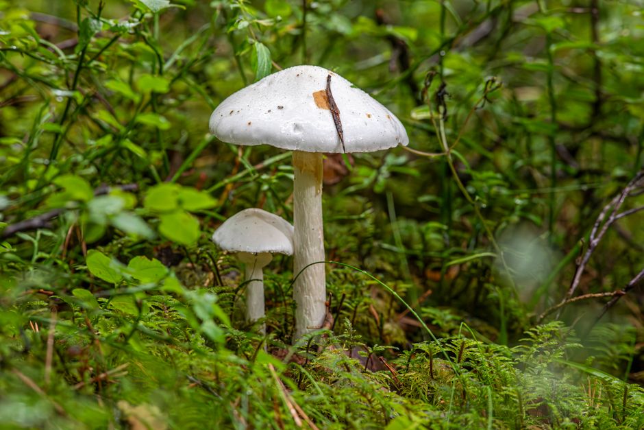 How to Identify Poisonous Mushrooms