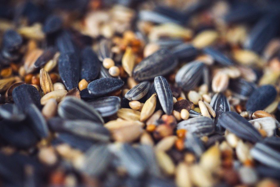 How Seeds Travel Across Oceans