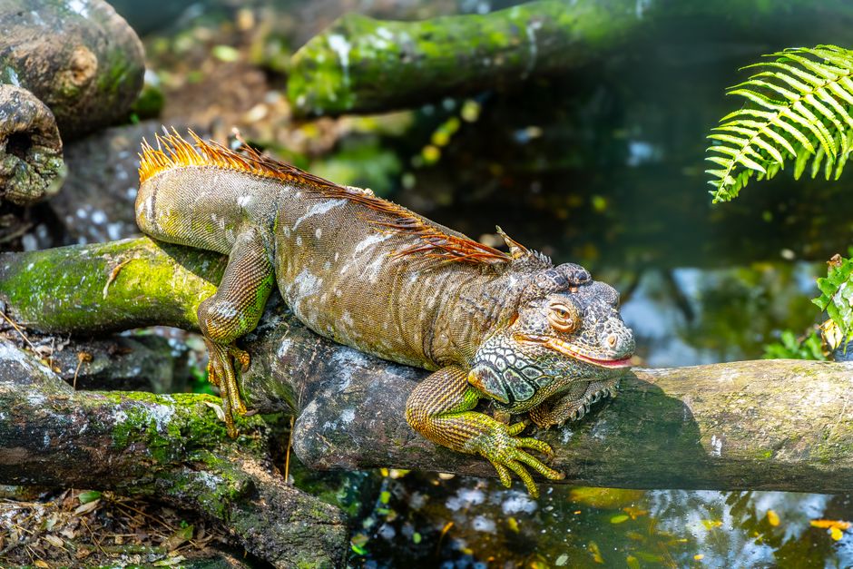 Top 10 Animals That Can Regenerate Limbs