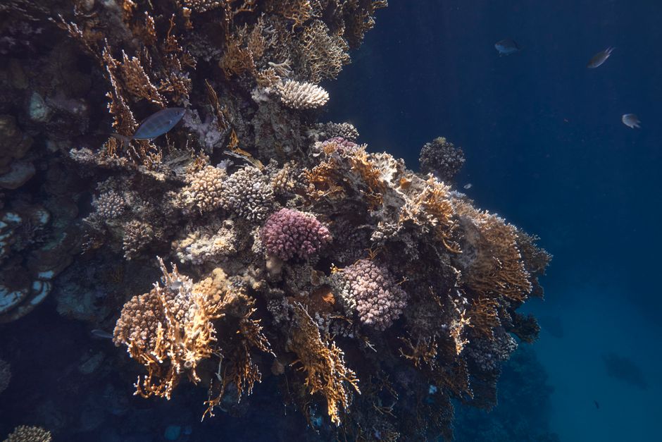 How Coral Reefs Are Built by Tiny Polyps