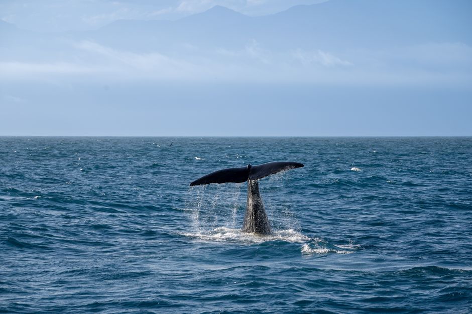 How Whales Sleep Without Drowning