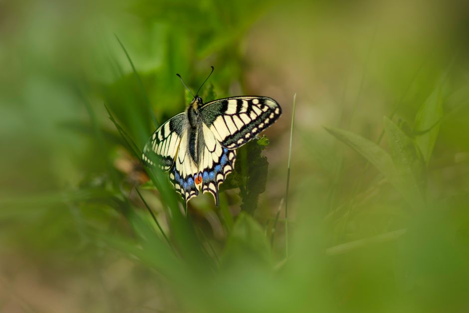 The Lifecycle of a Butterfly