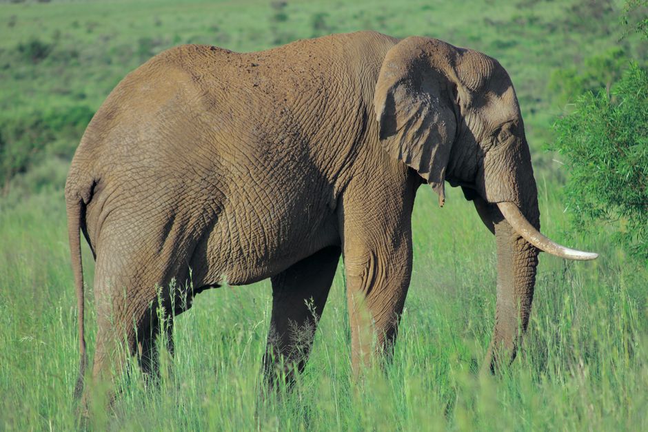 The Largest Living Organism on Earth