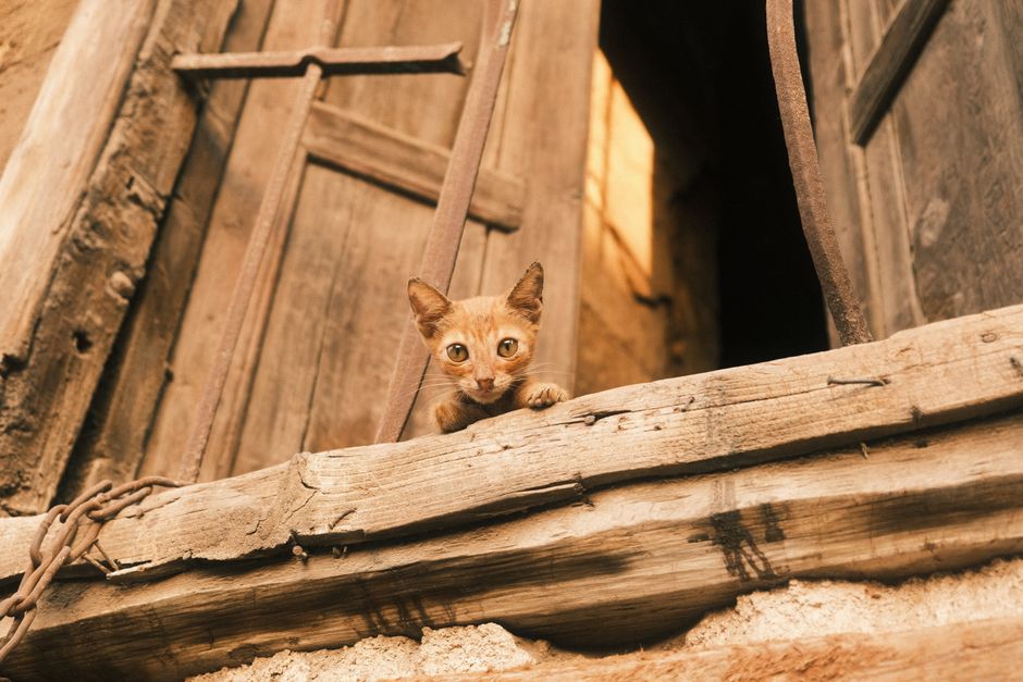 Did You Know? Napoleon Was Afraid of Cats?