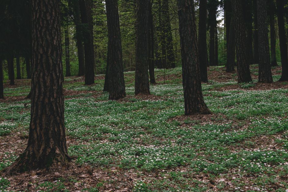 Did You Know? There Is a Forest That Grows Underground?