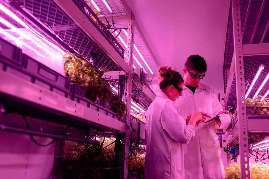 The Future of Vertical Farming