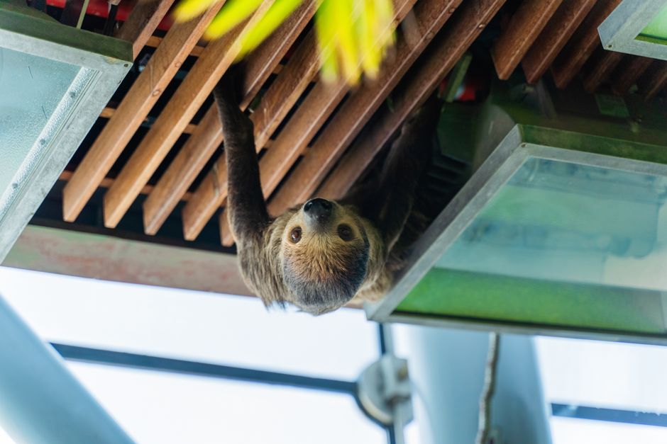 Did You Know? Sloths Can Move Faster in Water