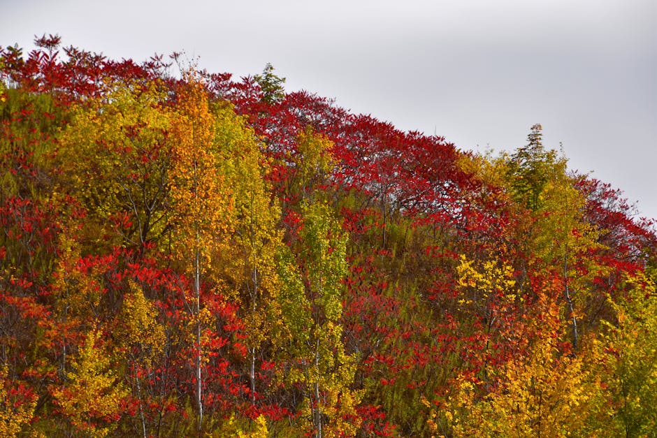 Why Leaves Change Color in Autumn