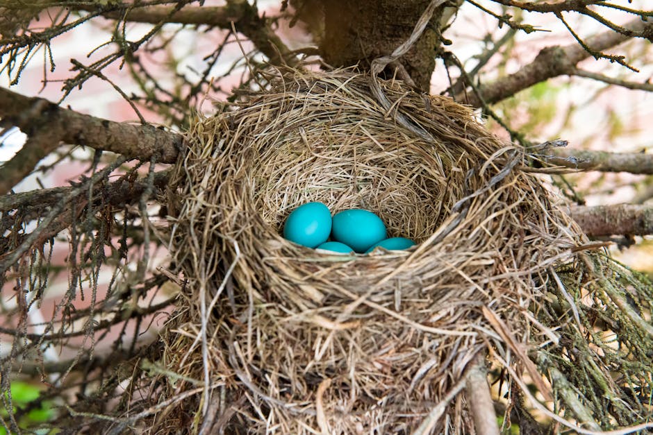Top 10 Mammals That Lay Eggs