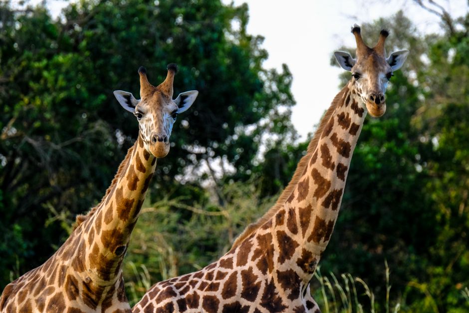 Did You Know? Giraffes Have the Same Number of Neck Vertebrae as Humans?