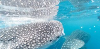 How the Ocean's Currents Act Like a Giant Global Conveyor Belt