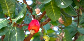 Did You Know the Cashew Apple Is Never Sold in Stores Because It Bruises Too Easily?