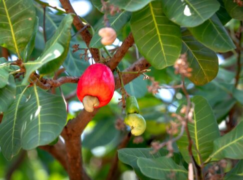 Did You Know the Cashew Apple Is Never Sold in Stores Because It Bruises Too Easily?