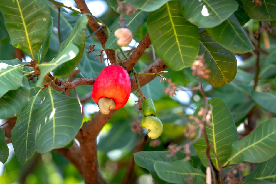Did You Know the Cashew Apple Is Never Sold in Stores Because It Bruises Too Easily?