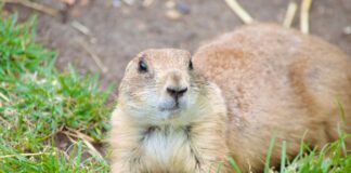 The Secret Language of Prairie Dogs Explained
