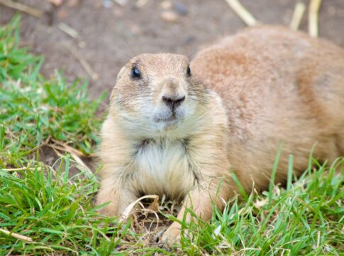 The Secret Language of Prairie Dogs Explained