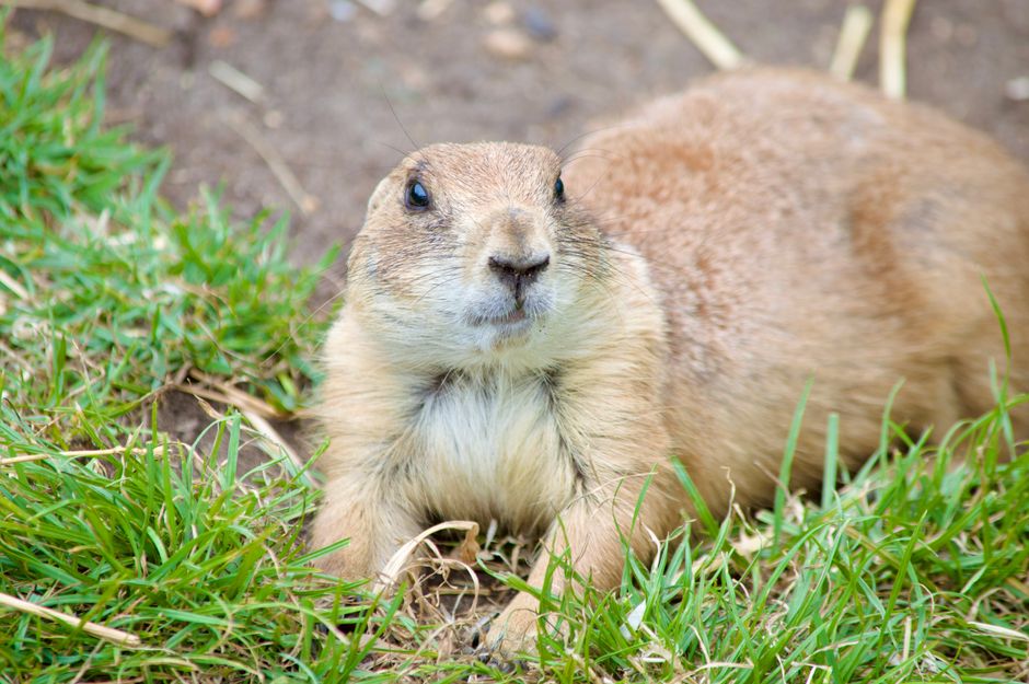 The Secret Language of Prairie Dogs Explained