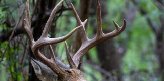 How to Build a Snare Trap for Small Game