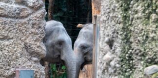 How Elephants Use Seismic Communication to Talk Miles Away