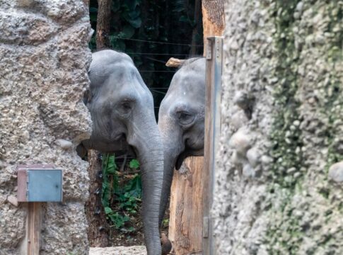 How Elephants Use Seismic Communication to Talk Miles Away