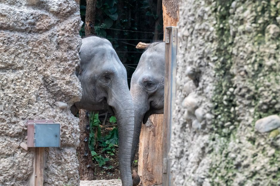 How Elephants Use Seismic Communication to Talk Miles Away
