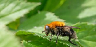 Top 10 Insects That Mimic Other Deadly Creatures