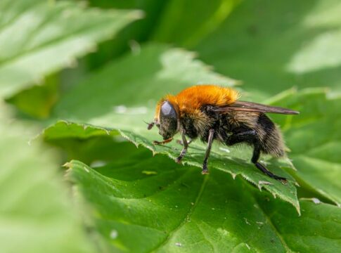 Top 10 Insects That Mimic Other Deadly Creatures