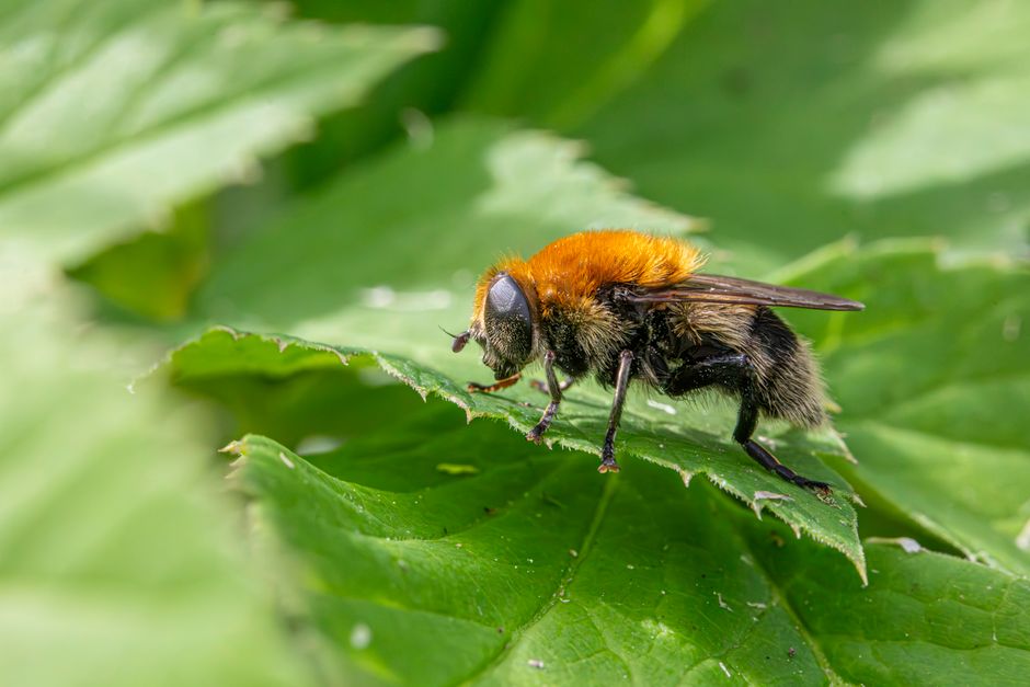 Top 10 Insects That Mimic Other Deadly Creatures
