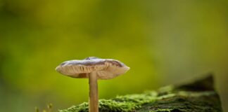 How Fungi Are Actually More Closely Related to Humans Than Plants