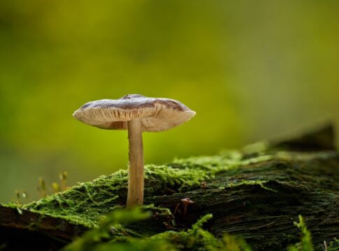 How Fungi Are Actually More Closely Related to Humans Than Plants