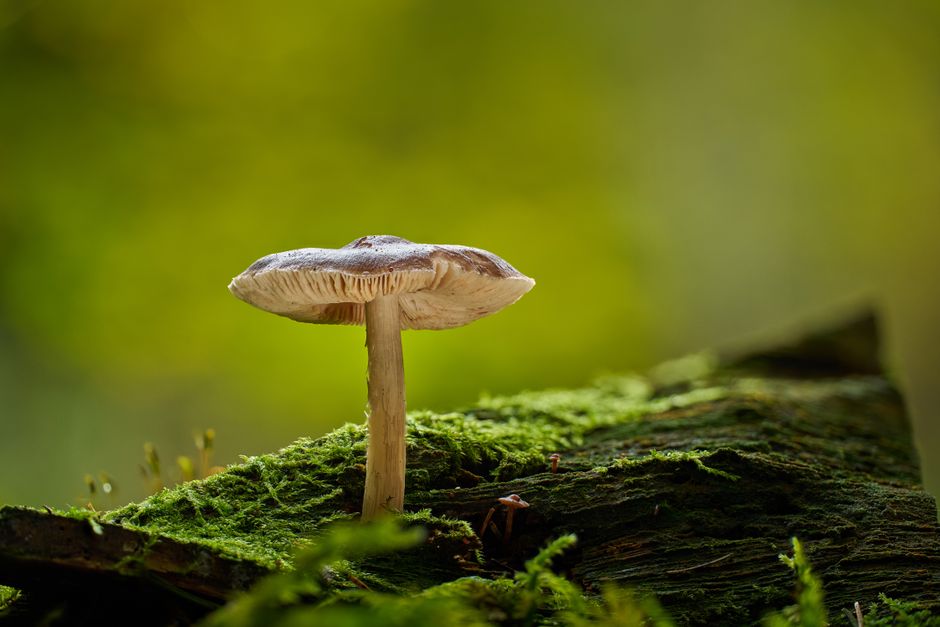 How Fungi Are Actually More Closely Related to Humans Than Plants