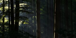 Did You Know Trees Can "Bleed" Sap to Heal Their Wounds?