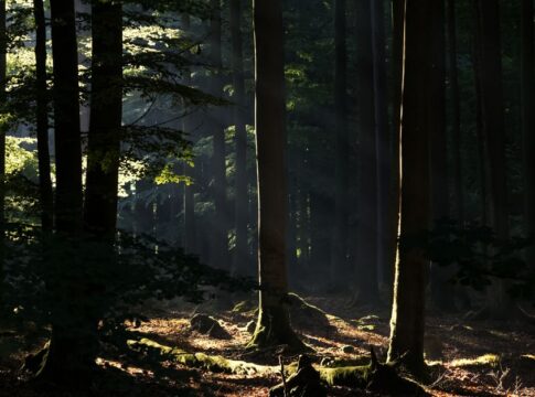Did You Know Trees Can 