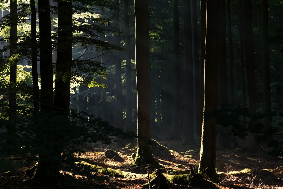 Did You Know Trees Can “Bleed” Sap to Heal Their Wounds?