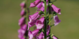 Top 10 Most Toxic Plants Growing in Your Backyard