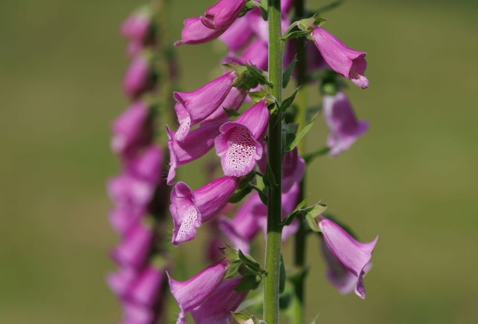 Top 10 Most Toxic Plants Growing in Your Backyard