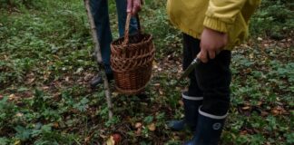 The Most Common Foraging Mistakes Beginners Make