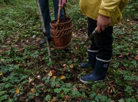 The Most Common Foraging Mistakes Beginners Make
