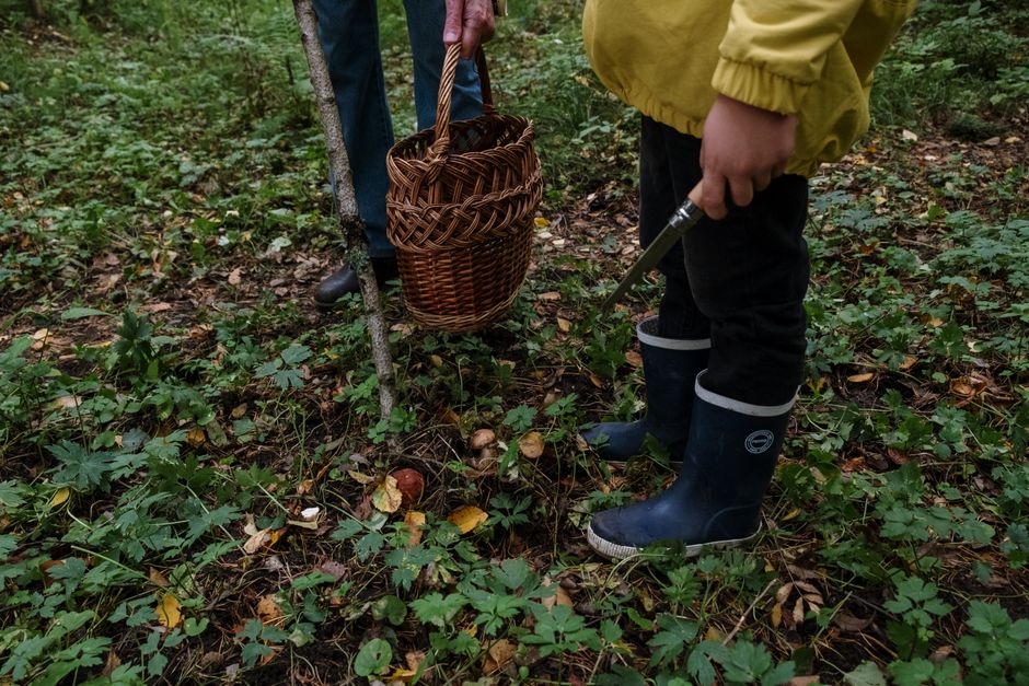 The Most Common Foraging Mistakes Beginners Make