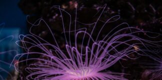 Top 10 Deep-Sea Creatures That Look Like Aliens
