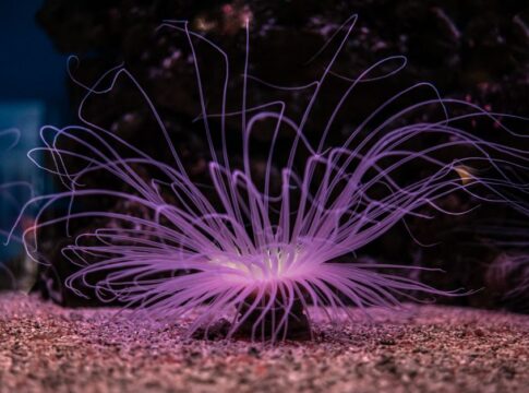 Top 10 Deep-Sea Creatures That Look Like Aliens