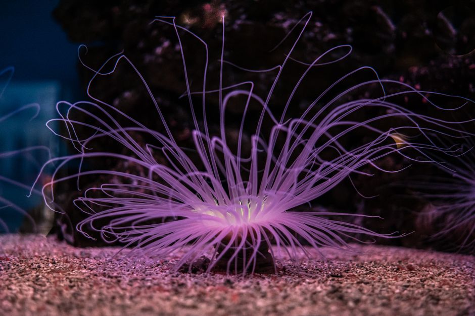 Top 10 Deep-Sea Creatures That Look Like Aliens