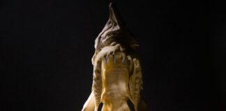 Did You Know Sharks Don't Have Bones?