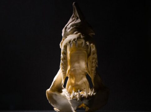 Did You Know Sharks Don't Have Bones?