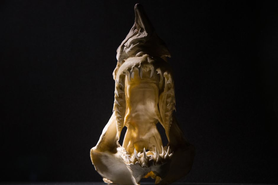Did You Know Sharks Don’t Have Bones?