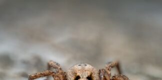 The Most Venomous Spider in the World (And Where It Lives)