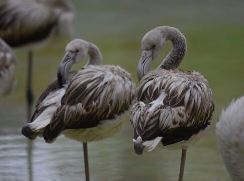 Why Flamingos Stand on One Leg: The Science Explained — Animals trivia by Trivia Daily