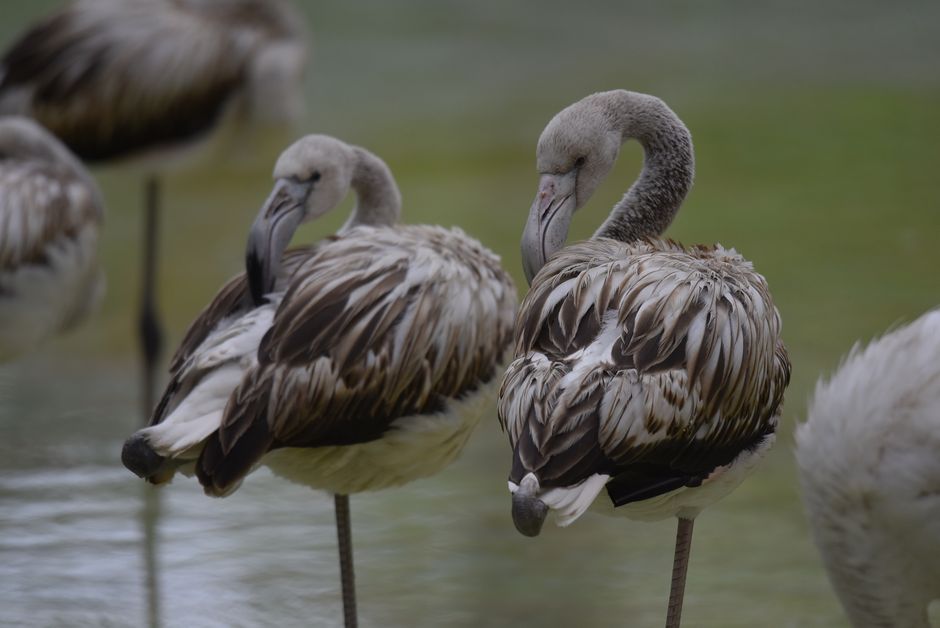 Why Flamingos Stand on One Leg: The Science Explained