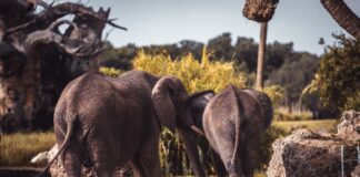Why Elephants Are the Only Mammals That Cannot Jump — Animals trivia by Trivia Daily