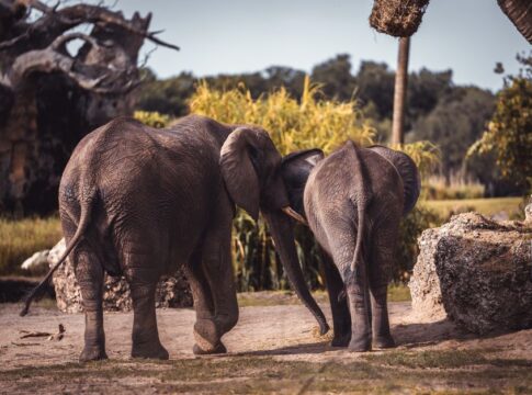 Why Elephants Are the Only Mammals That Cannot Jump — Animals trivia by Trivia Daily